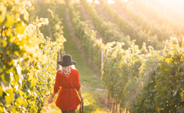 Walk in the vineyard of Euganean Hills