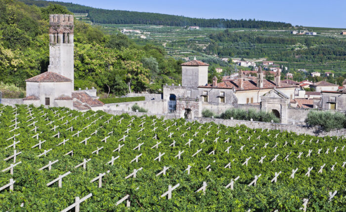 Valpolicella wine tour - Lovivo Tour Experience