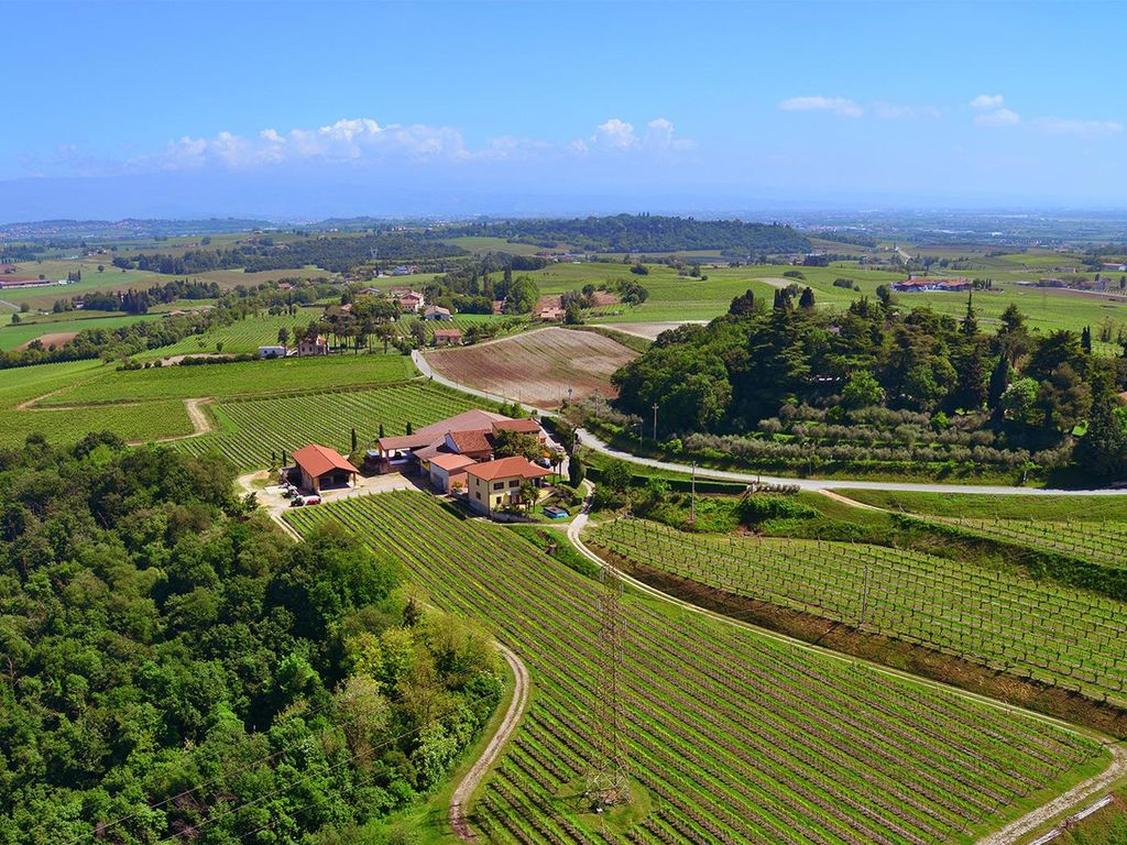 Vineyards and winery, Custoza wine - Lovivo Tour Experience